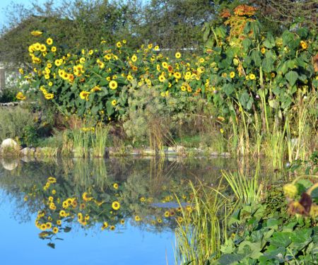 Naturgarten - Ferienwohnung Ahlerstedt: Teich mit Sonnenblumen